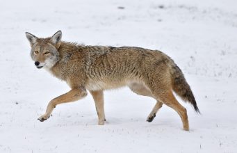 Coyote Spotted In Brookline
