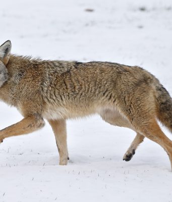 Coyote Spotted In Brookline