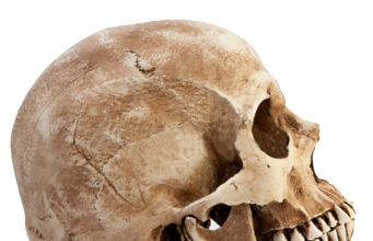 Warren Anatomical Museum