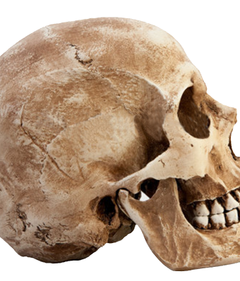 Warren Anatomical Museum