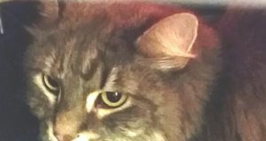 Have You Seen This Missing… Cat?