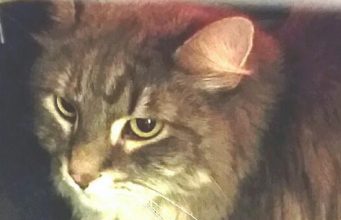 Have You Seen This Missing… Cat?