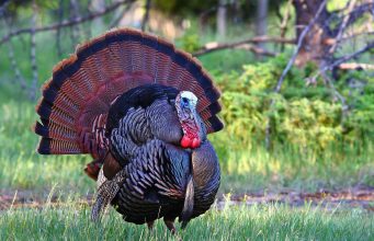 Dealing With Wild Turkeys