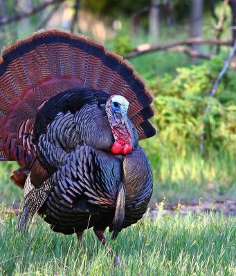Dealing With Wild Turkeys