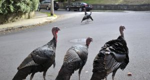 Resurgent Wild Turkeys Clash With Human Neighbors