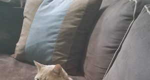 Missing Cat In Brookline Found