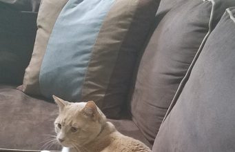 Help Find A Missing Cat