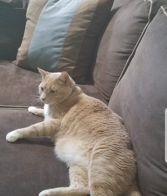 Missing Cat In Brookline Found