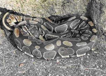Officials Trying To Track Down Owner Of A Ball Python Found On Brookline Playground