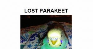 Lost Parakeet