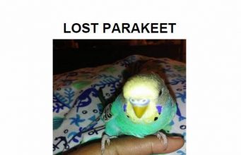 Lost Parakeet