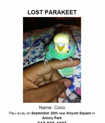 Lost Parakeet