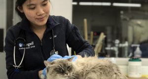 Brookline Family’s Cat Survives 9-Story Fall From Balcony Onto Concrete Patio