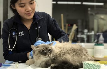 Brookline Family’s Cat Survives 9-Story Fall From Balcony Onto Concrete Patio