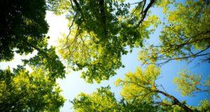 Brookline Public Works Provides Guidance For Supporting Tree Health Amid Extended Drought