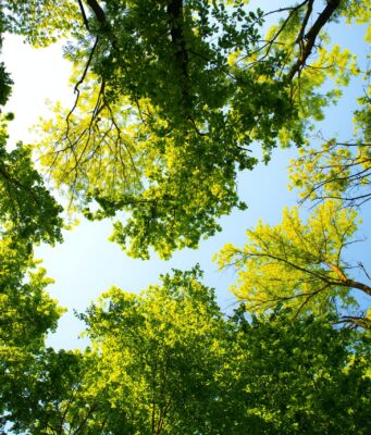 Brookline Public Works Provides Guidance For Supporting Tree Health Amid Extended Drought