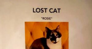 Lost Cat