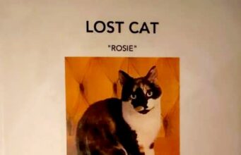 Lost Cat