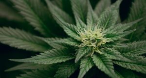 Brookline Department Of Public Health Invites Residents Over 18 To Complete Survey Related To Marijuana