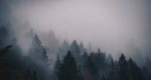 Brookline Residents Invited To Presentation On Urban Forest Climate Resiliency Master Plan Draft