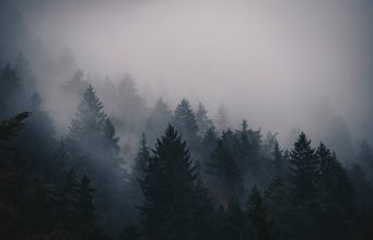 Brookline Residents Invited To Presentation On Urban Forest Climate Resiliency Master Plan Draft