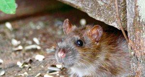 Brookline Department Of Public Health Provides Tips To Help Prevent Rodents In Town