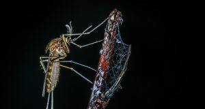 Town Of Brookline Advises Residents Of Elevated West Nile Virus Risk Level