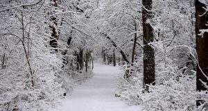 Brookline Shares Update To Town Operations Ahead Of Expected Winter Storm