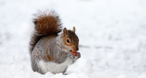 Town Of Brookline Announces Public Building Closures & Trash Pickup Delay Due To Snow Storm