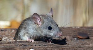 Take Steps To Help Prevent Rodents In Town