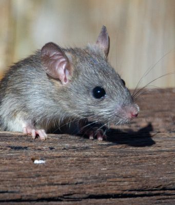 Take Steps To Help Prevent Rodents In Town
