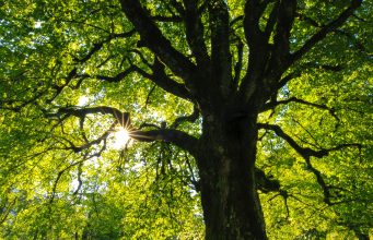 Brookline Department Of Public Works Seeking Community’s Help In Watering Shade Trees
