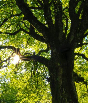 Brookline Department Of Public Works Invites Community To Spring Fest Celebration Of Trees