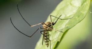 Mosquitoes In Brookline Test Positive For West Nile Virus; Community Members Urged To Take Precautions