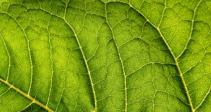 Town Of Brookline Awarded Municipal Vulnerability Preparedness Grant