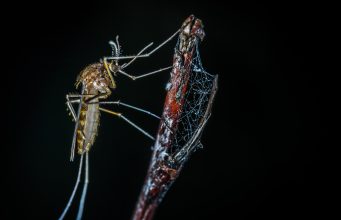 Residents Urged To Take Precautions After Second Human Case Of West Nile Virus Was Detected