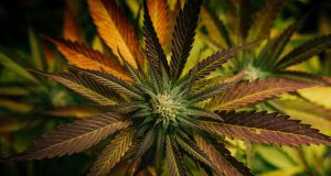 Brookline Health Department To Initiate Study On Impacts Of Marijuana In Town