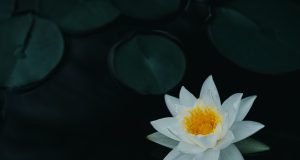 Brookline Public Health & Recreation Departments To Hold Annual Yoga Class