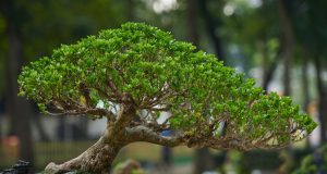 Help Plant Brookline’s First Miniature Forest