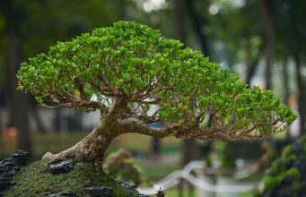 Help Plant Brookline’s First Miniature Forest