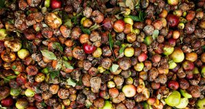 Brookline Residents Are Invited To Take Part In Food Waste Drop-Off Bin Survey