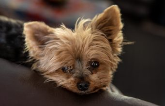 Brookline Department Of Public Health & Human Services To Host Rabies & Microchip Clinic