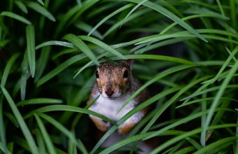 Brookline, Newton, Belmont, Arlington Announce Rodent Management Education Campaign