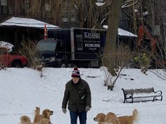Impromptu Golden Retriever Gathering