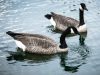 Avian Flu Infecting Local Geese & Wildlife