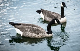 Avian Flu Infecting Local Geese & Wildlife