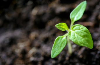 Town Of Brookline Awarded A $100K Grant To Build Climate Resilience