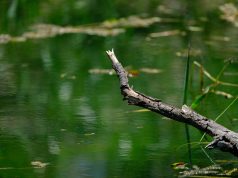 Public Health Advisory Issued For Brookline Reservoir & Leverett Pond Due To Algae Bloom