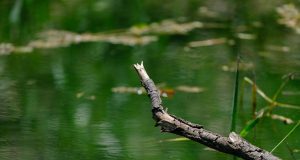 Public Health Advisory Issued For Brookline Reservoir & Leverett Pond Due To Algae Bloom