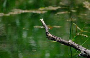 Public Health Advisory Issued For Brookline Reservoir & Leverett Pond Due To Algae Bloom